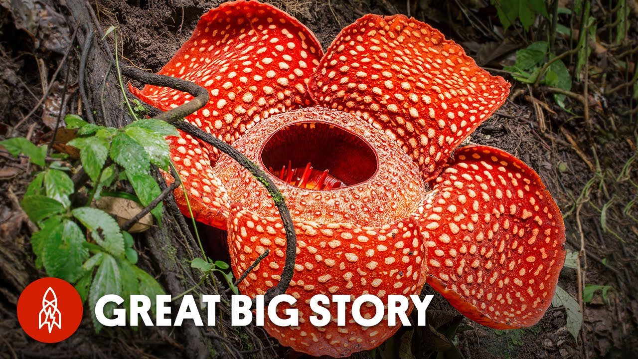 Growing the World's Largest Flower
