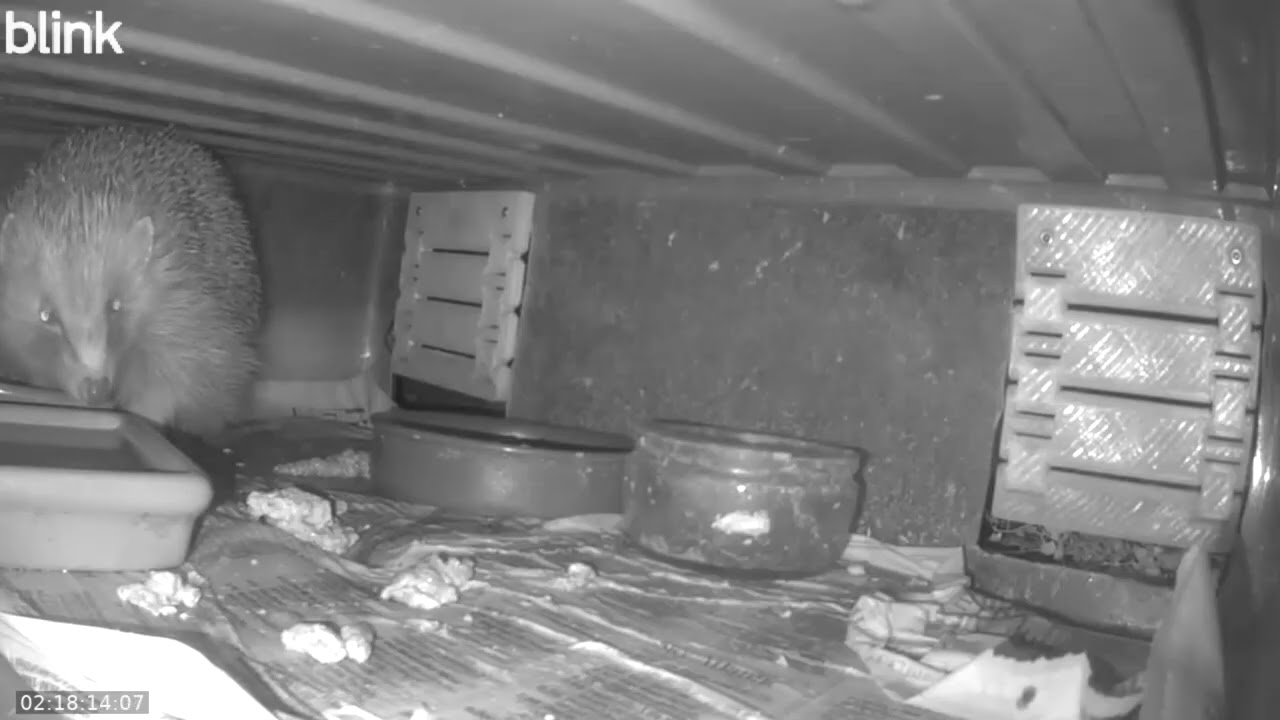Wild Life Cam Night Of 04 02 2026