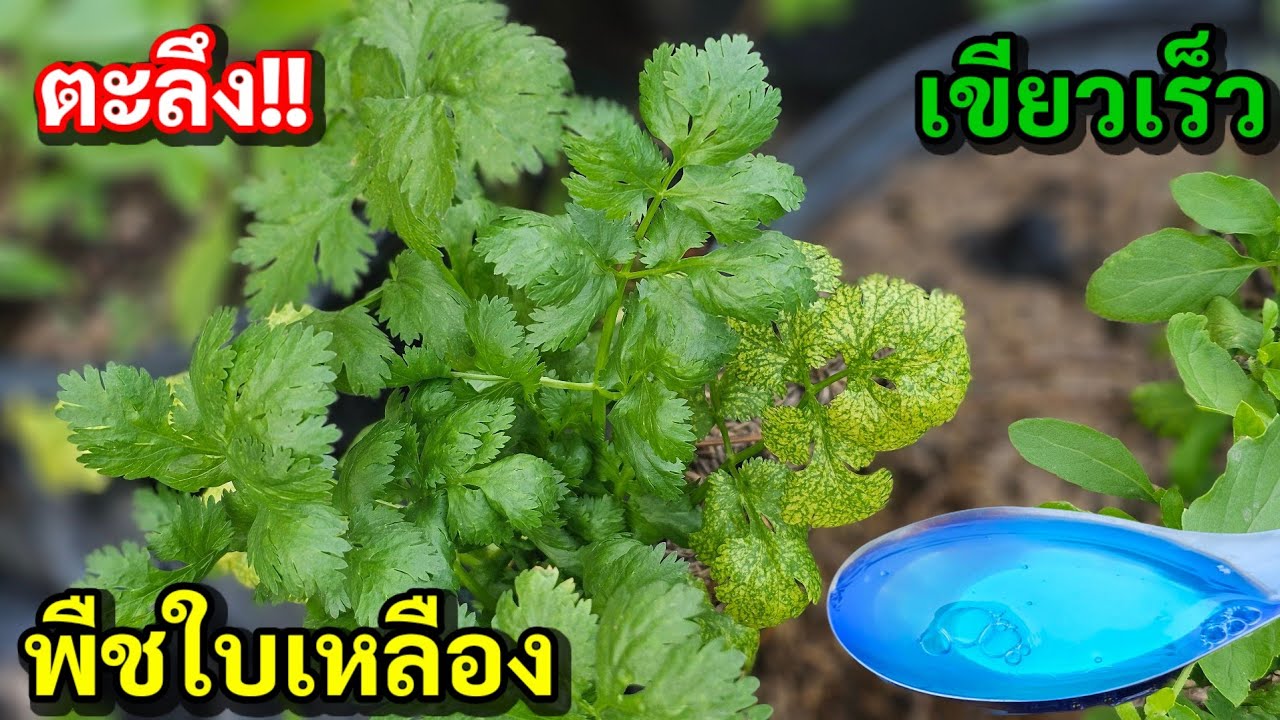 น้อยคนจะรู้!!พืชใบเหลืองไม่ต้องตกใจ ใส่สิ่งนี้แทนปุ๋ยได้เลยไม่เสียเงินสักบาท 