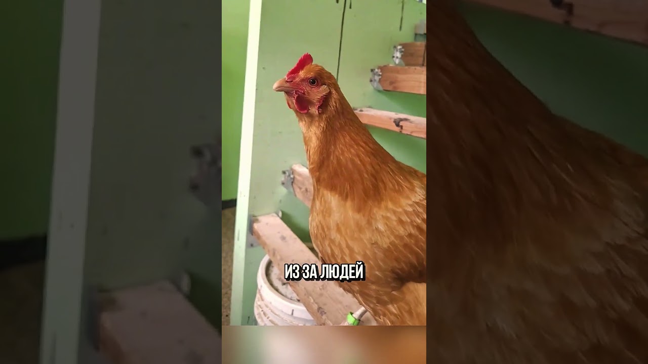 Почему Курицы Несут Яйца Каждый День 😂