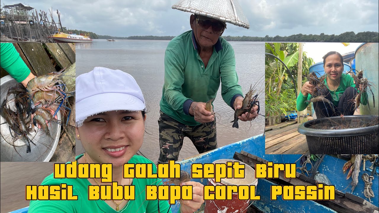 Hasil Bubu Bapa Lumayan Banyak Terus Kirim Ke Johor Amit Passin Channel Punya