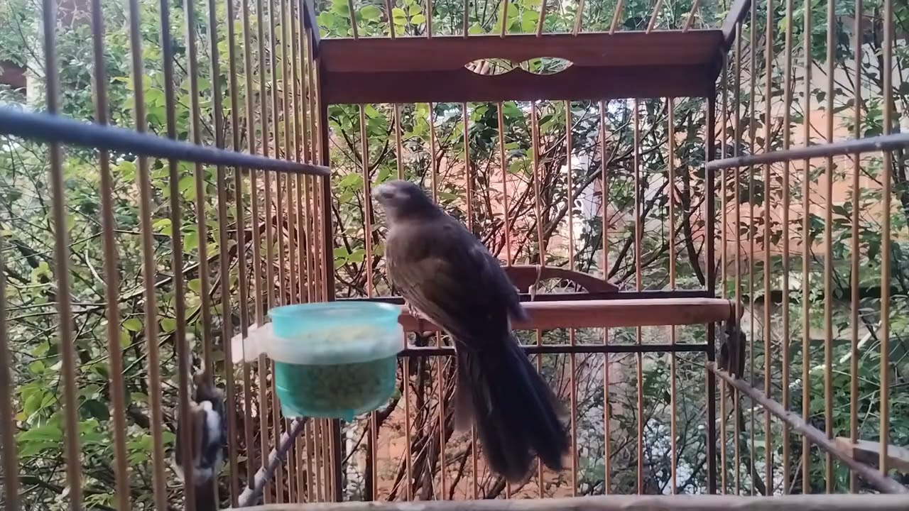ESQUENTA TRINCA FERRO 🔥VAI  ENLOUQUECER SEU TRINCA FERRO FRIO COM ESSE NO MATO