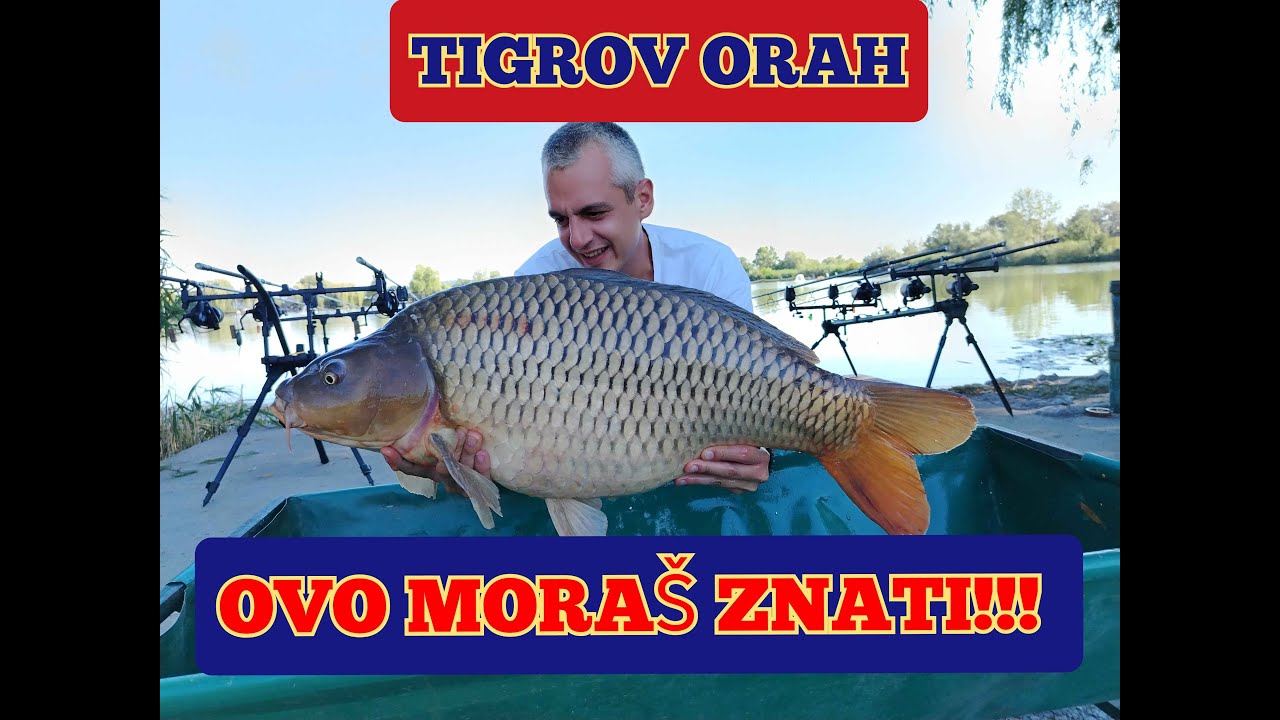 Saransko pecanje i Lako do znanja O Tajgeru (2. deo)