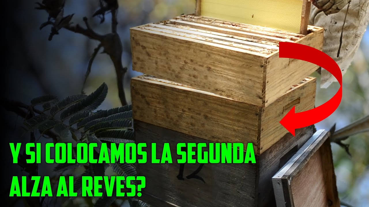 Que Pasaria si Colocamos La Segunda Alza melaria ABAJO 