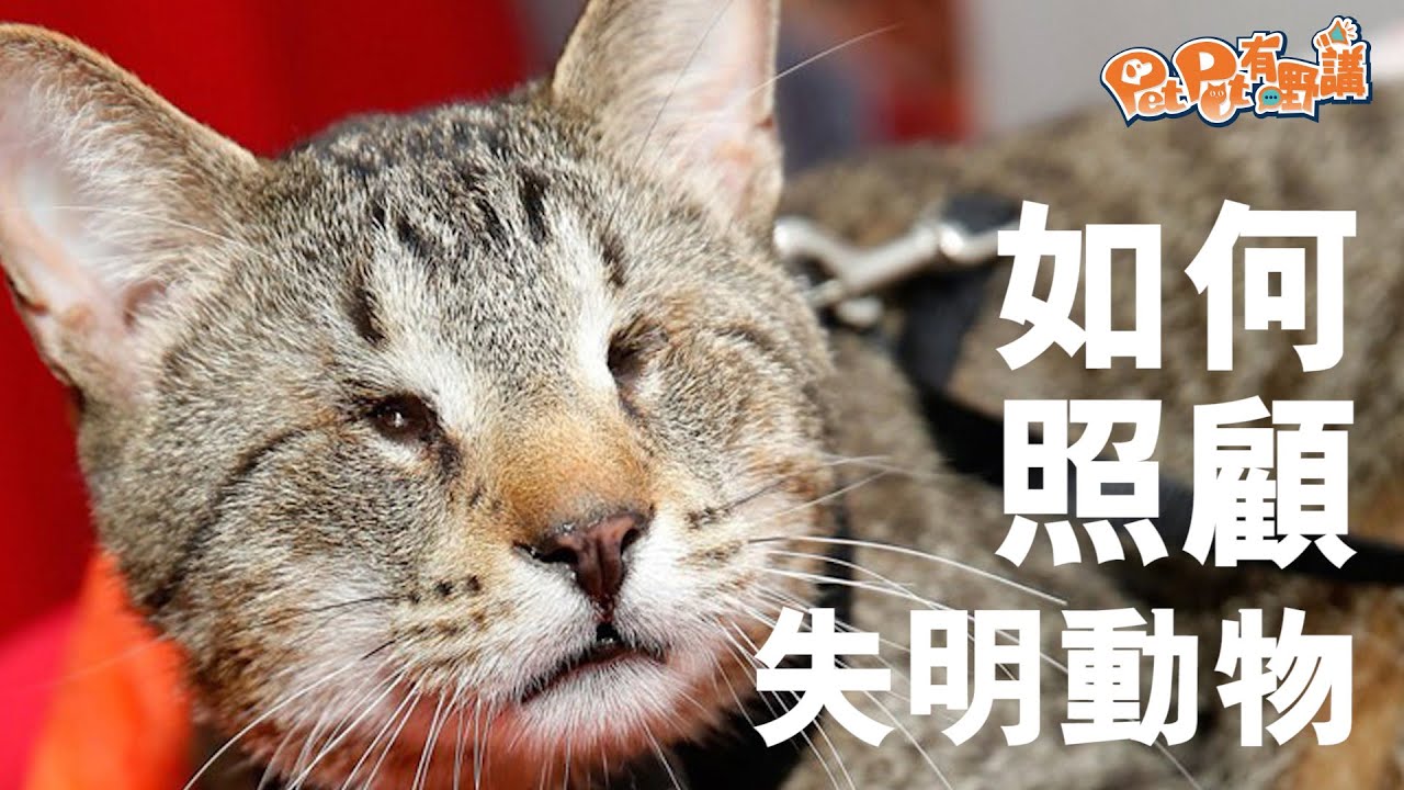 盲眼動物照顧大全 獸醫：我訓練埋佢日夜觀念  (果籽)