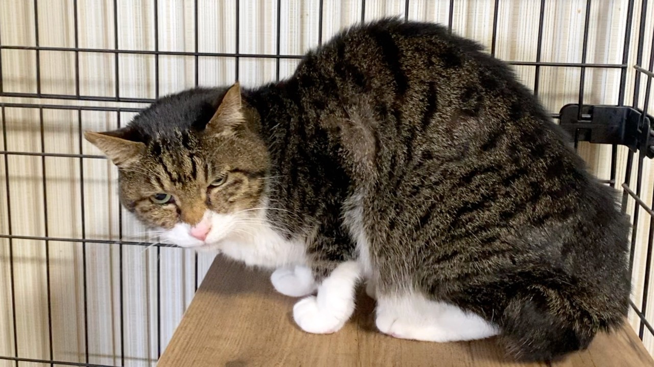 初めて見る赤ちゃんに唸り声をあげて威嚇する実家猫のゴンちゃん...