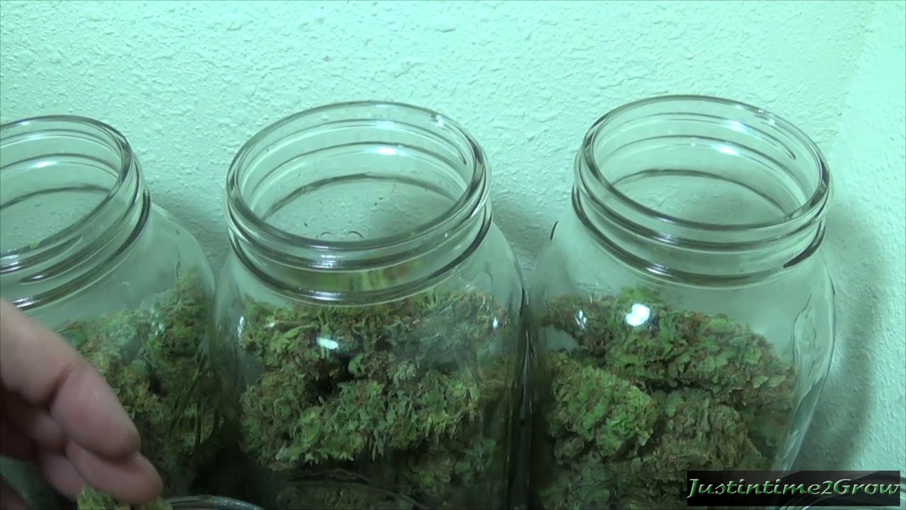 GIANT Blue Dream Harvest 337.1g dry weight - 3/28/2013(reupload)