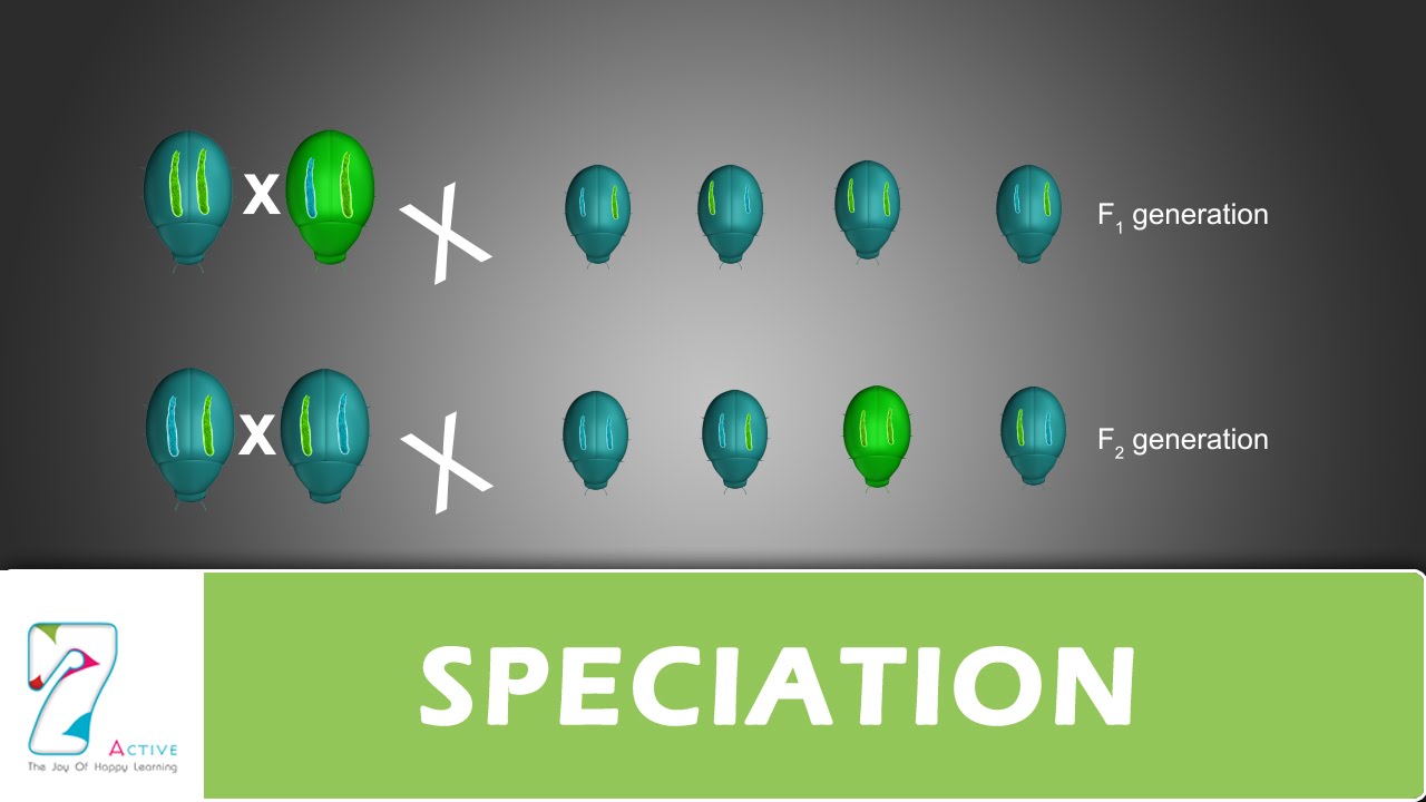 SPECIATION