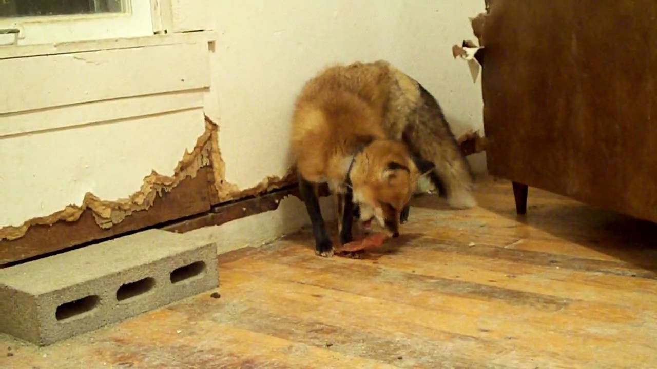 Pet red fox Ron gets Petco Chicken Strips yum
