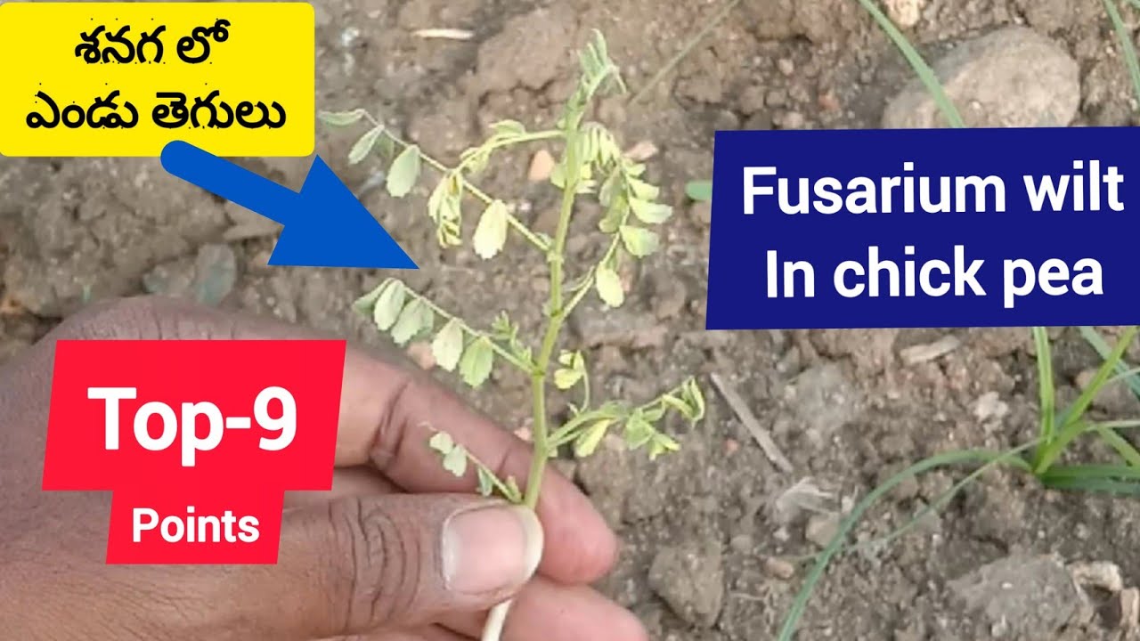 శనగ( బుడ్డ సెనగ)లో - ఎండు తెగులు#Fusarium wilt in chick pea(bengal gram)