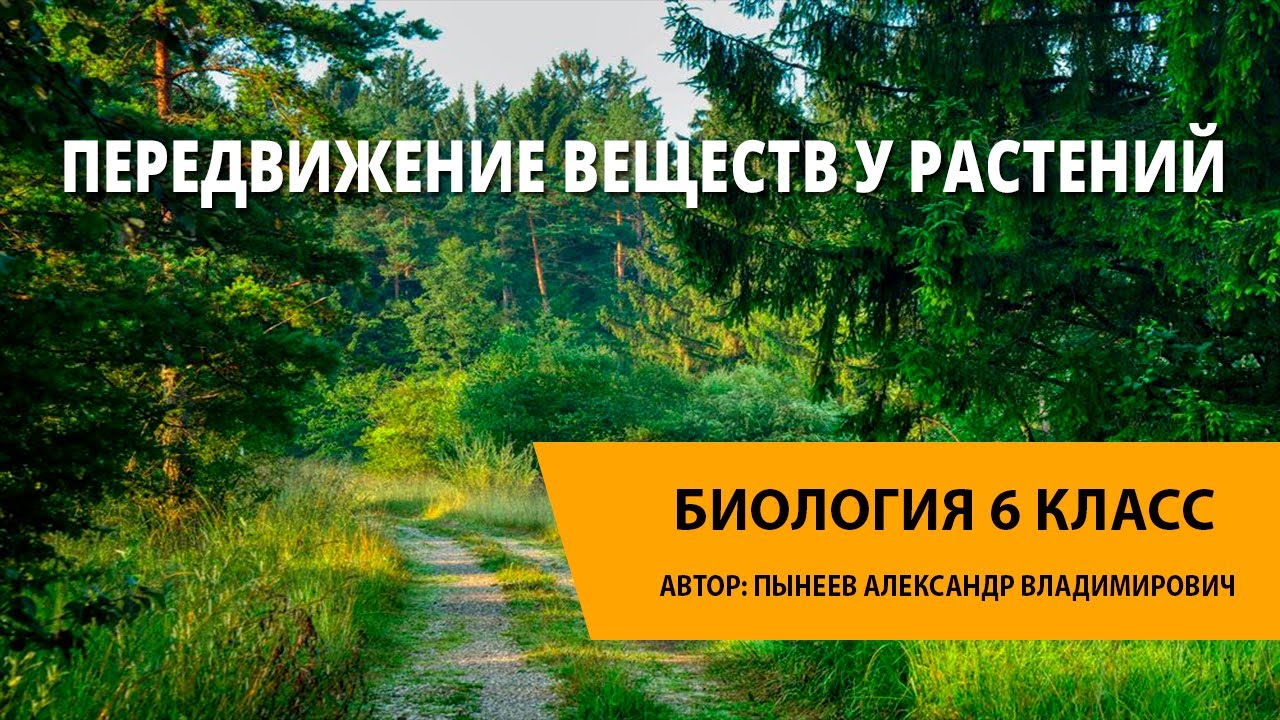 Передвижение веществ у растений