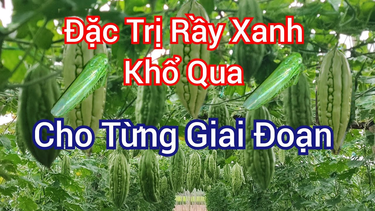 Đặc Trị Rầy Xanh Hiệu Quả Tr&ecirc;n C&acirc;y Khổ Qua