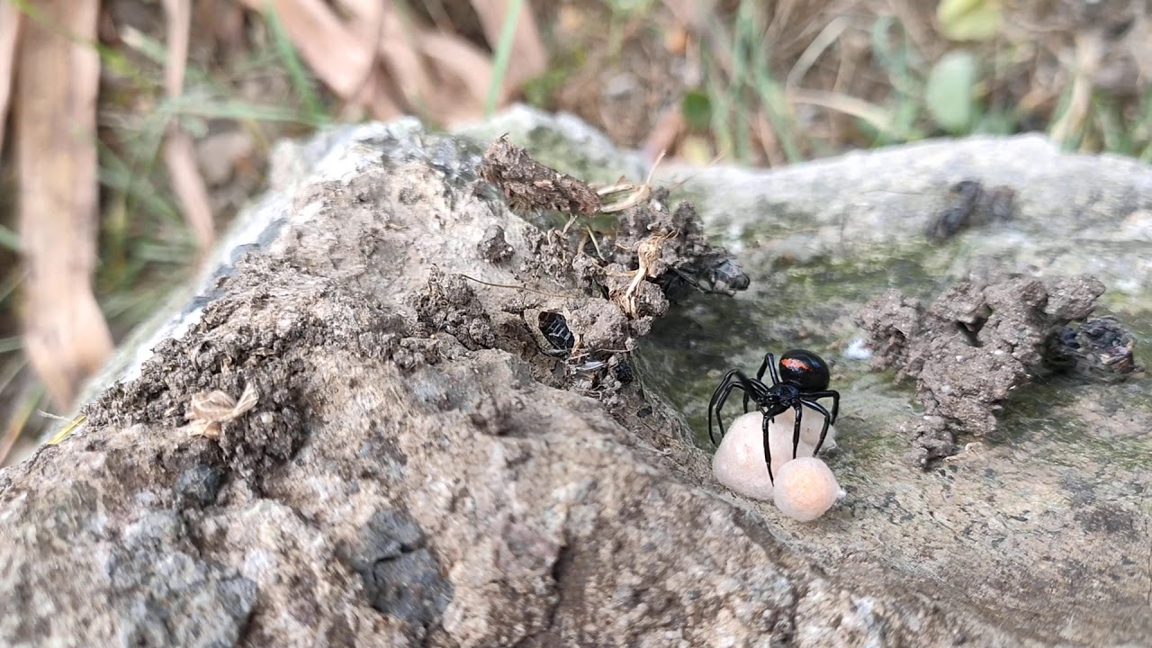 YALANCI KARADULLARIN SAVAŞI (war of black widows)