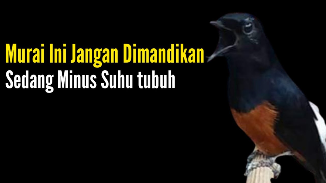 Murai Ini Jangan Dimandikan || Minus Suhu Tubuh || Bengkel Murai Batu