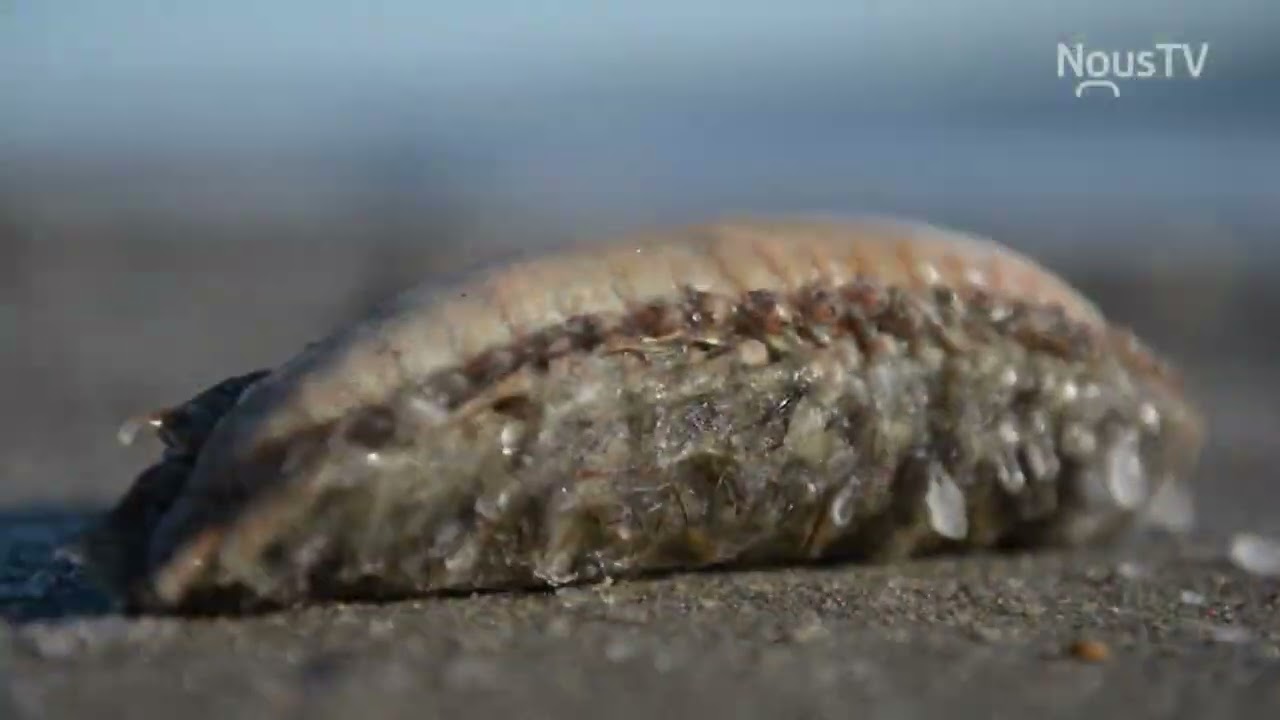 Le benthos - Maya découvre le Golfe du St-Laurent -  Émission 03 - 12 décembre 2022 - NousTV SI