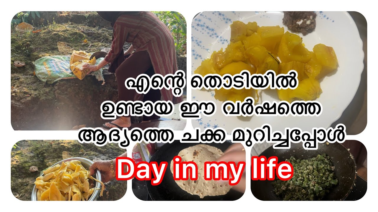 എന്റെ തൊടിയിലെ ഈ വർഷത്തെ ആദ്യത്തെ ചക്ക മുറിച്ചപ്പോൾ ||Day in my life #familyvlog #dayinmylife