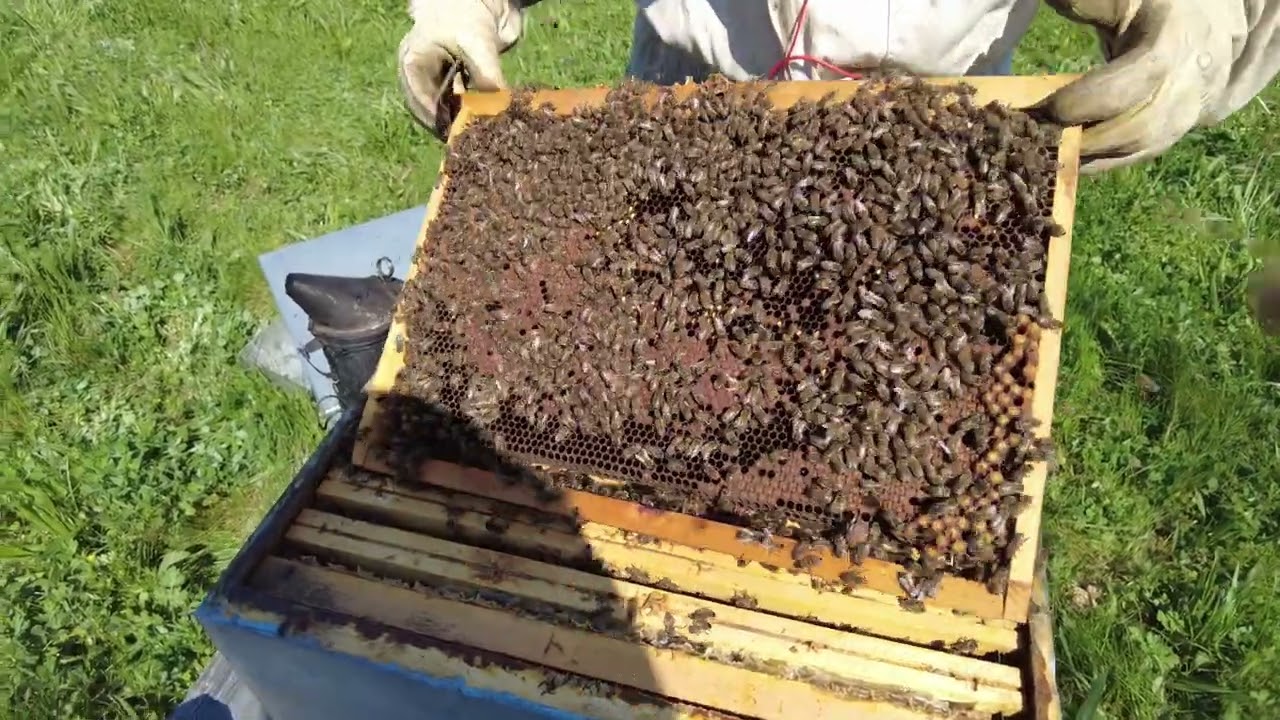 Est ce que je peux mettre une hausse sur cette colonie?