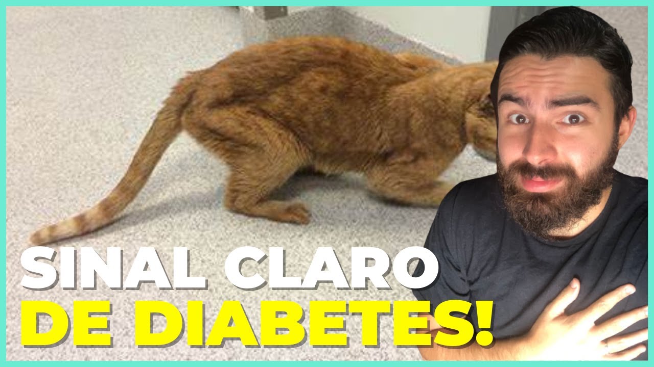Se Seu Gato Ficar NESSA Posição, Ele Tem DIABETES!