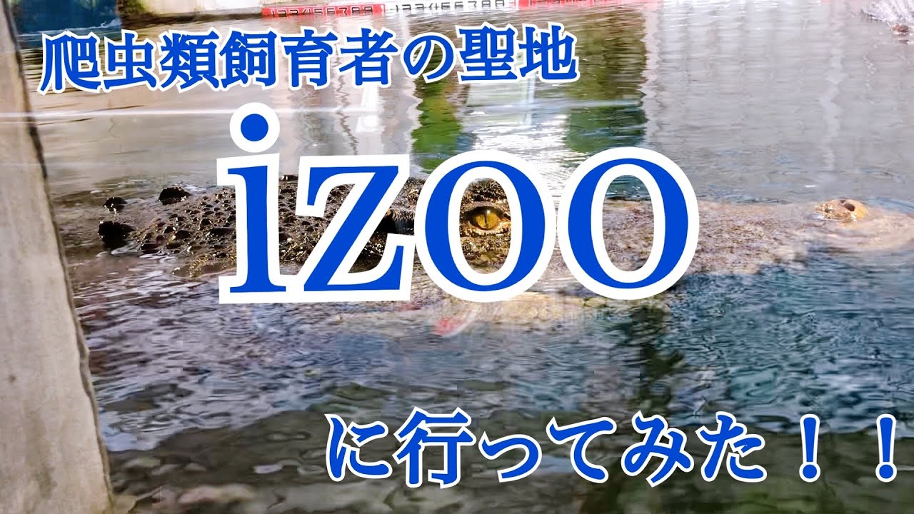 爬虫類飼育者の聖地！伊豆に有る爬虫類だけの動物園iZooに行ってみた!!
