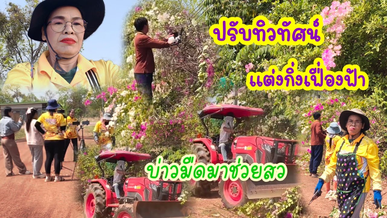 ปรับทิวทัศน์ต้นเฟื่องฟ้าหลังร้านกาแฟ