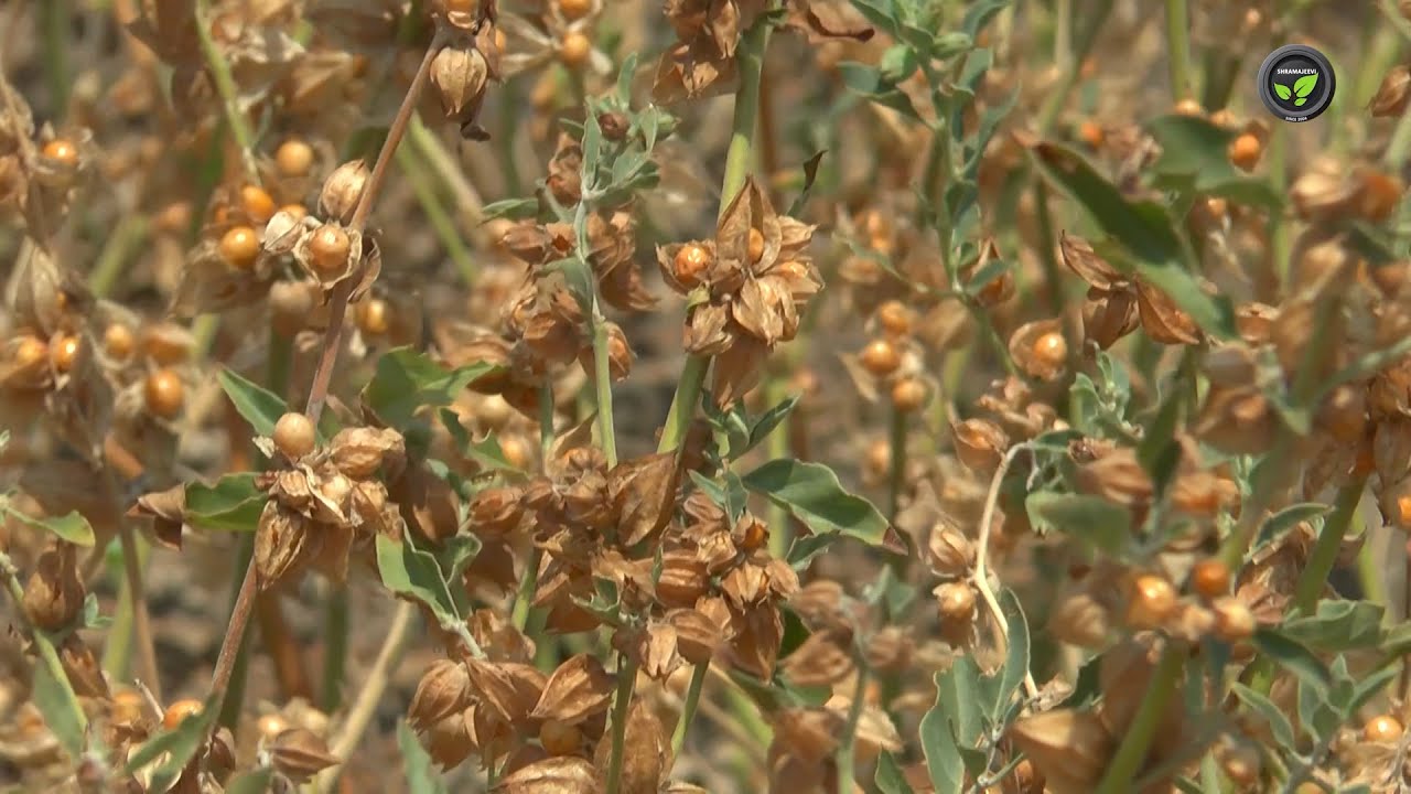 ಒಣ ಭೂಮಿಗೆ ಸೂಕ್ತ ಔಷಧ ಸಸ್ಯ ಅಶ್ವಗಂಧ | Ashwagandha