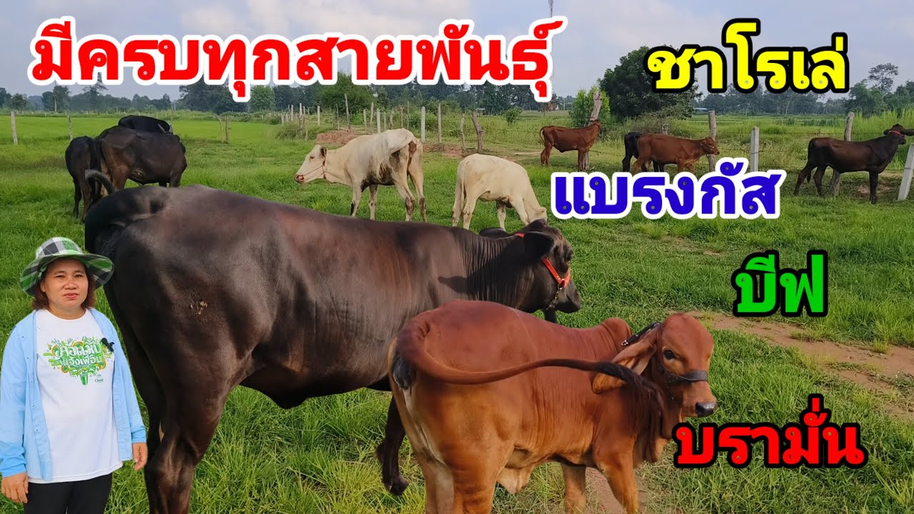 ชุดตั้งฟาร์ม ส่งฟรี มีทุกสายพันธุ์ เล่น,บีฟมาสเตอร์ ,แบรงกัส, บรามั่น