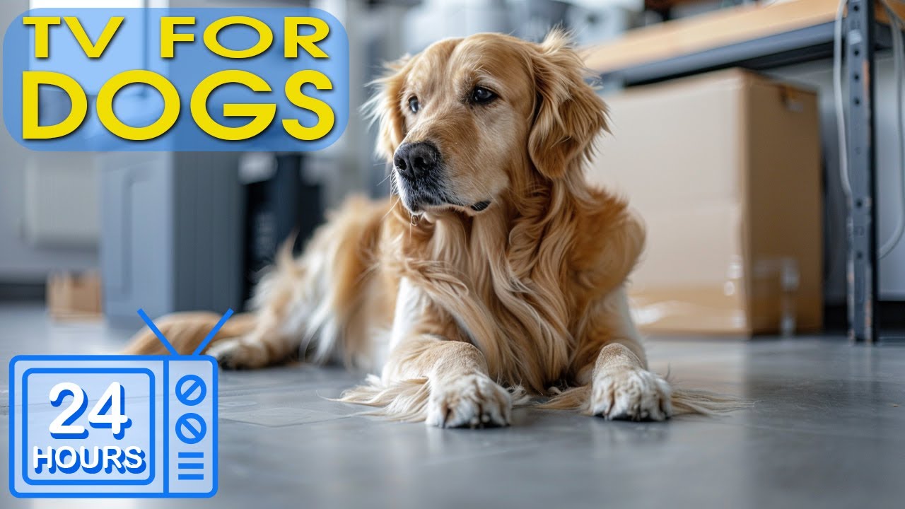 Собака ТВ: Лучшее развлекательное видео, облегчающее тревогу собаки «Один дома» | Музыка для собак