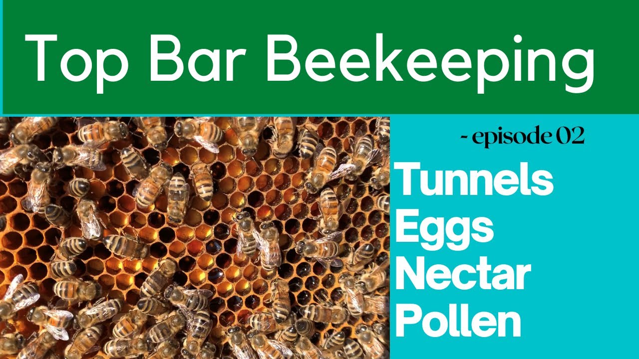 Top Bar Beekeeping for Beginners - Spring beehive Inspection looking for egg, pollen & nectar.