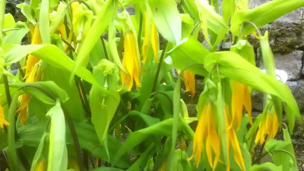 Uvularia grandiflora. A beautiful woodland plant.MOV