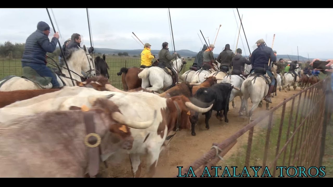 ESPECTACULAR ENCIERRO A CABALLO CIUDAD RODRIGO 2025