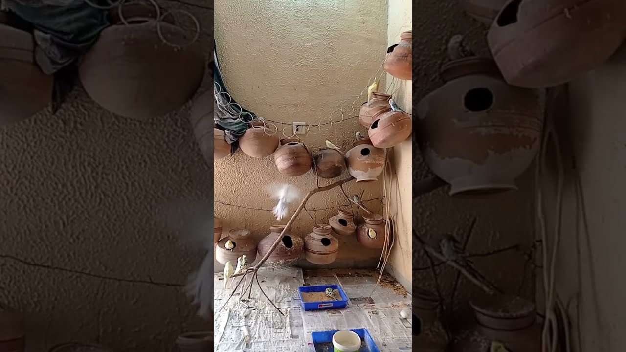 My birds Aviary is live!