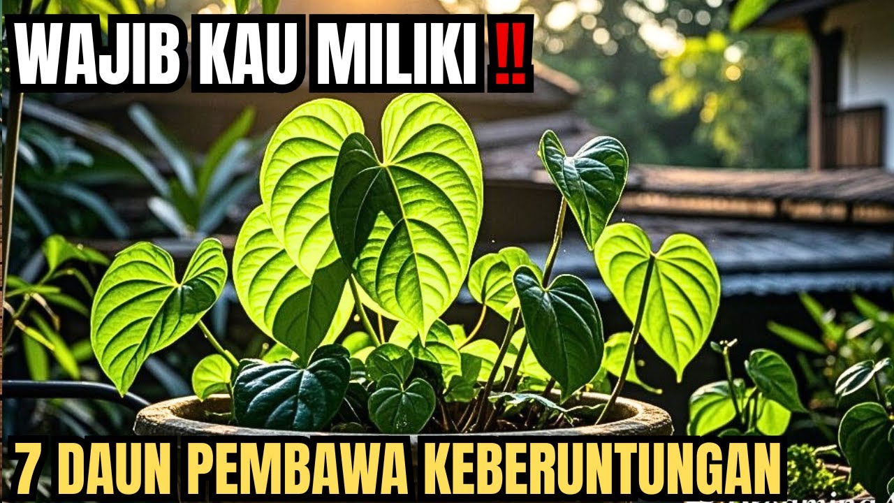 WAJIN DI MILIKI !! 7 DAUN TANAMAN INI BISA BAWA KEBERUNTUNGAN JIKA DI LETAKAN DI TERAS RUMAH