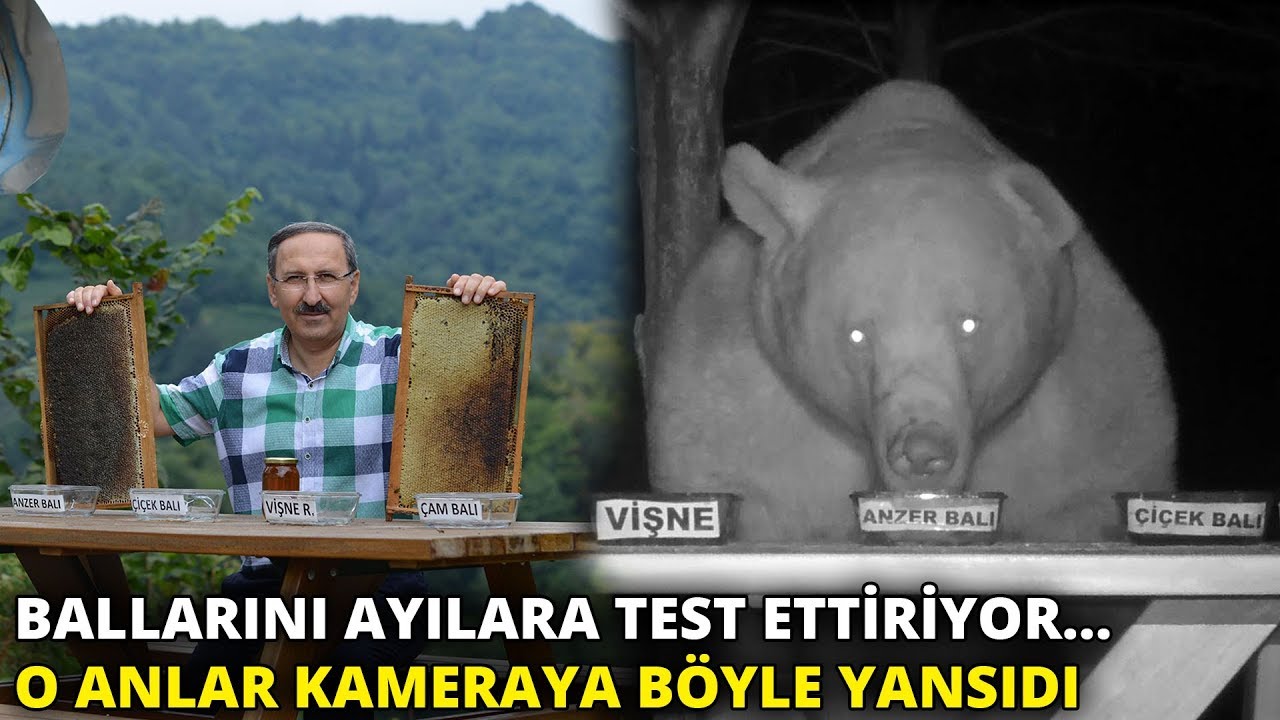 Ballarını ayılara test ettiriyor... O anlar kameraya böyle yansıdı
