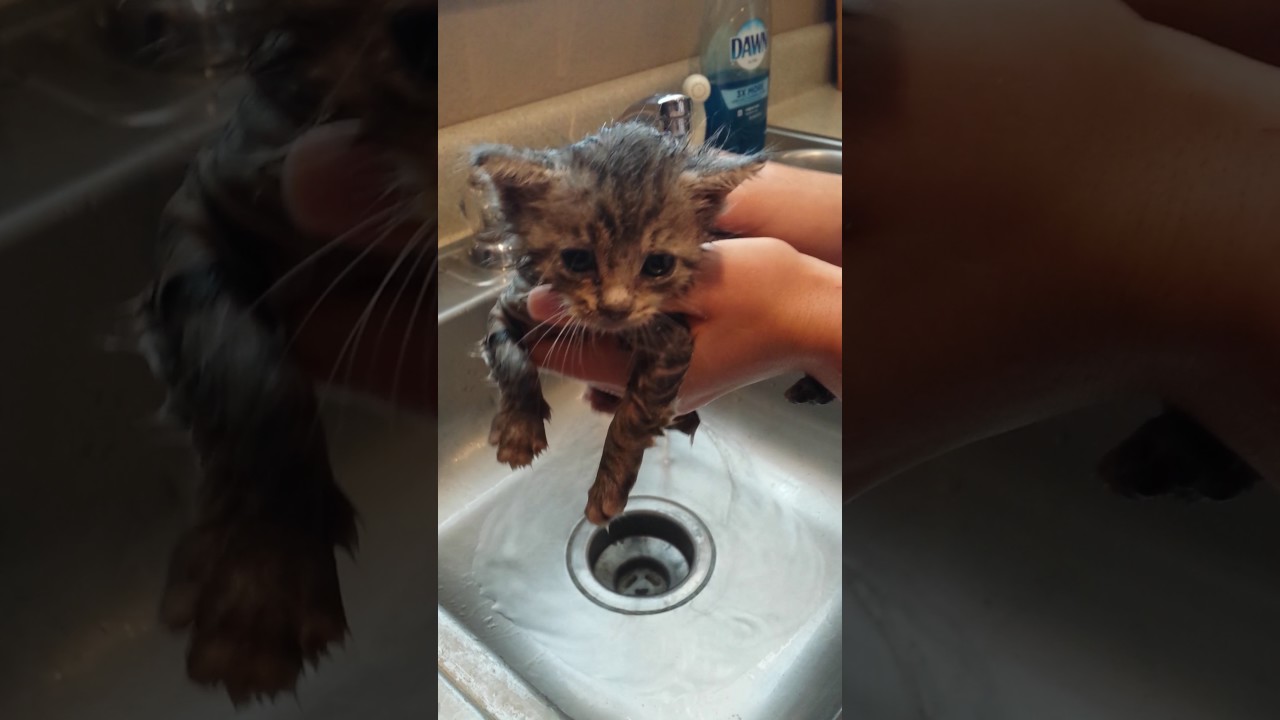 Adorable kitten takes bath!! Tutorial| Must watch!!