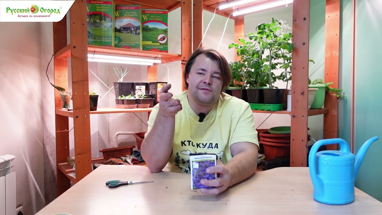 Сеем лобелию.