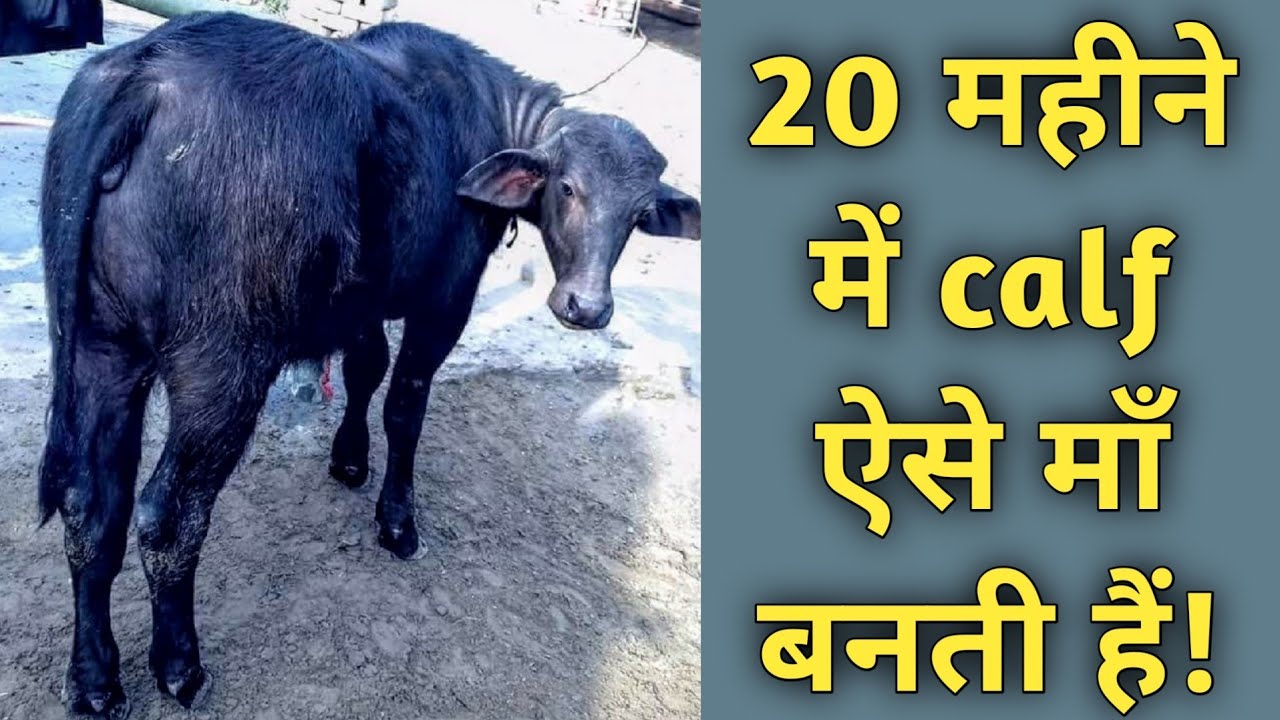 दुधारू कटीया बछड़ी ऐसे तैयार करे|Quality Calf Rearing|Diet Plan|Dairy Farming