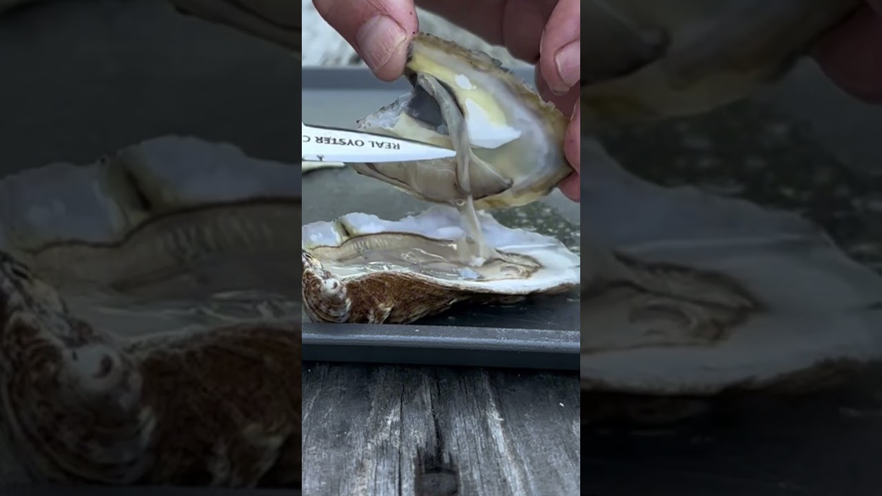 Eating Raw Oysters- Wellfleet Oysters #oysters #seafood #tastetest