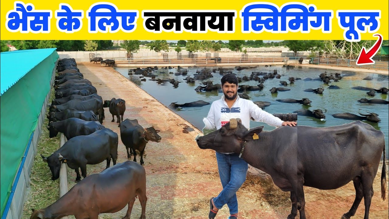 200 गाय और भैंस का हाईटेक फॉर्म | Buffalo Farm | Dairy farming