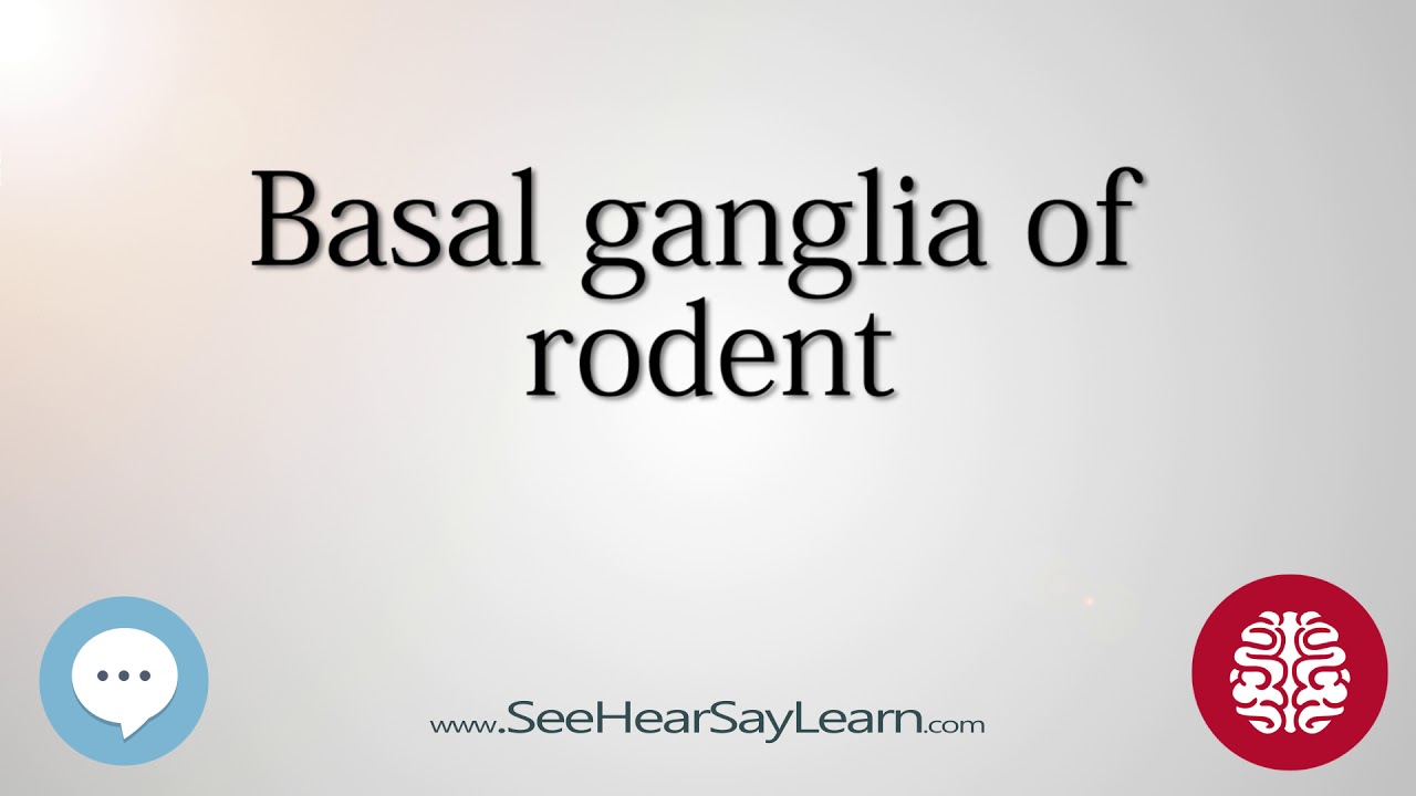 Basal ganglia of rodent   Anatomy of the Brain   SeeHearSayLearn 🔊