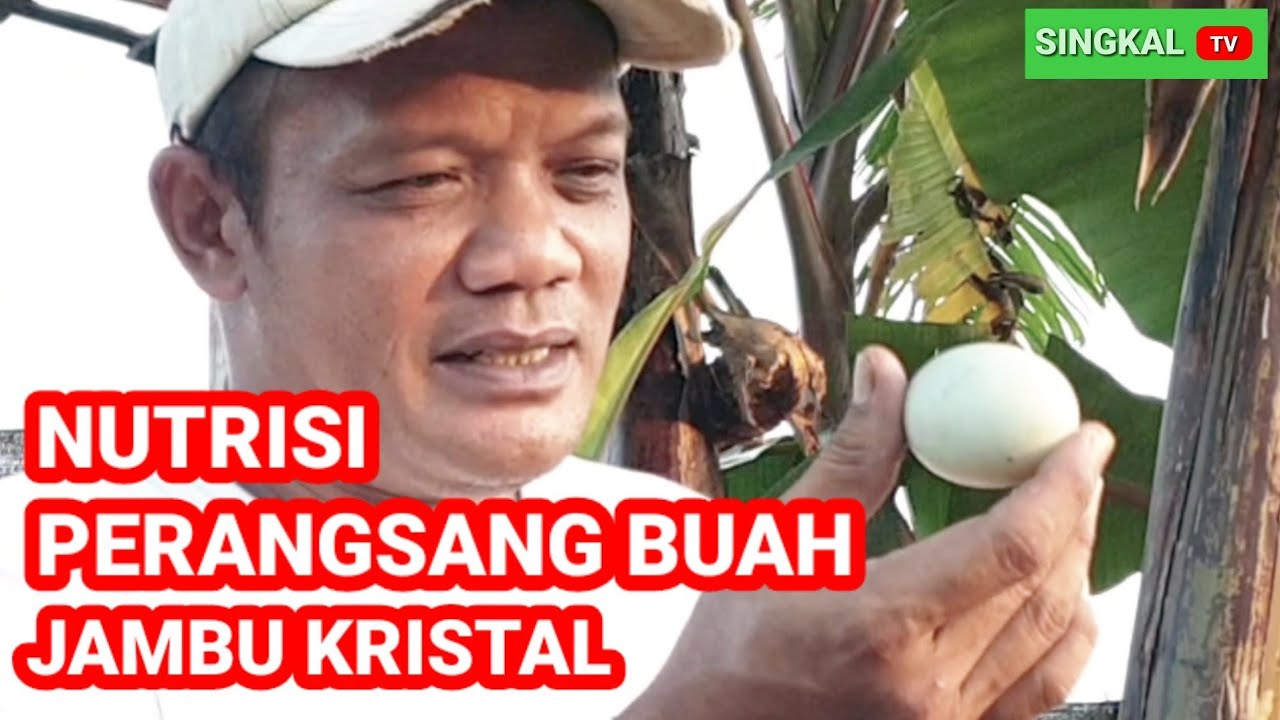 NUTRISI PERANGSANG BUAH JAMBU KRISTAL #perangsangbuah #jambukristal #pupukorganikcair