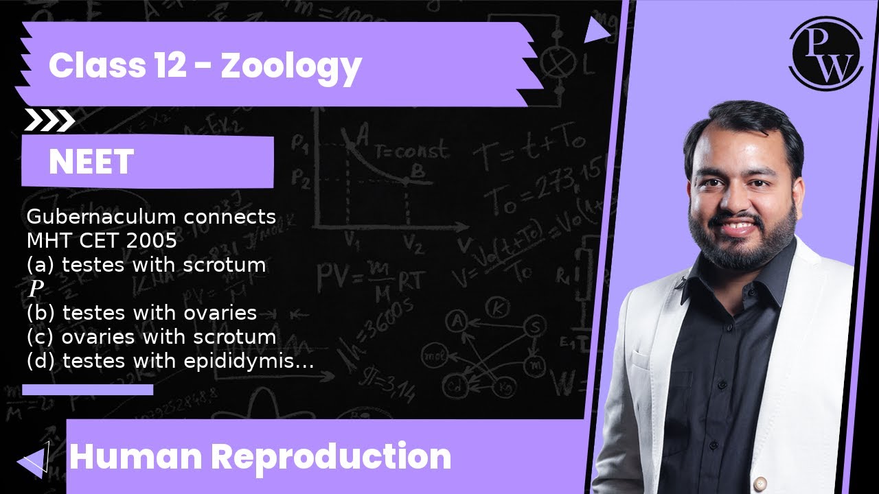 Gubernaculum connects MHT CET 2005 (a) testes with scrotum(b) testes with ovaries (c) ovaries wit...