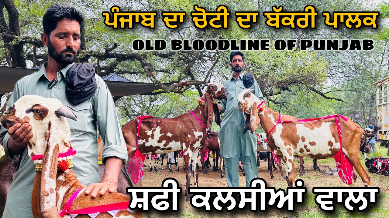 ਸ਼ਫੀ ਕਲਸੀਆਂ ਵਾਲੇ ਦੀਆਂ ਖ਼ਾਨਦਾਨੀ ਬੱਕਰੀਆਂ ਇੰਦਗੜ੍ਹ ਮੇਲੇ ਚ । ORIGNAL PUNJABI BEETAL GOATS INDGARH MELA