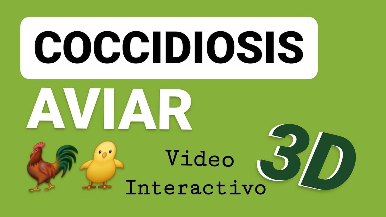 Coccidiosis Aviar - Video 3D - Avicultura -Eimeria Ciclo Biol&oacute;gico - Tenella
