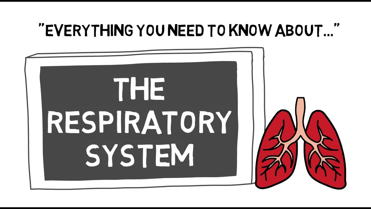 The Respiratory System | Sport Science Hub: Physiology Fundamentals | Music Version