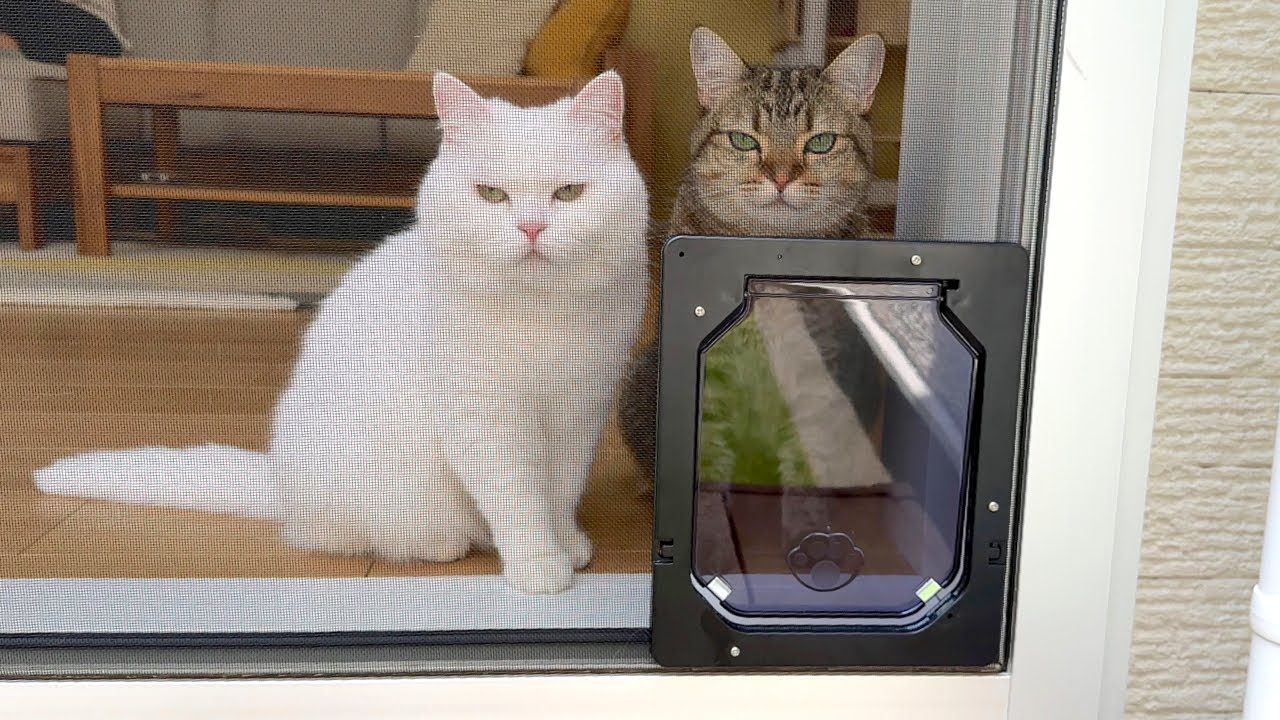 中庭の網戸に猫用ドアをつけたら「出れない」と睨まれました…。