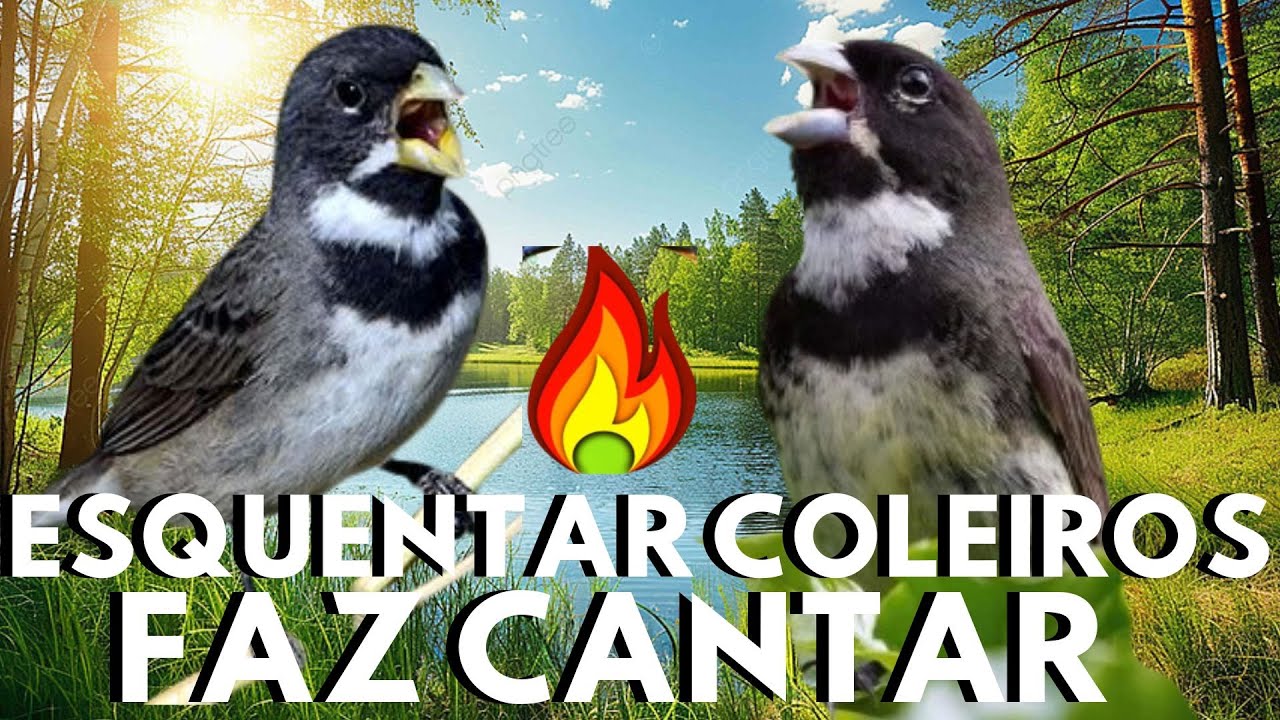 Vídeo para Esquentar Coleiro – Esquentar Coleiros Fácil com Coleiro Cantando Tui Tui para Esquentar