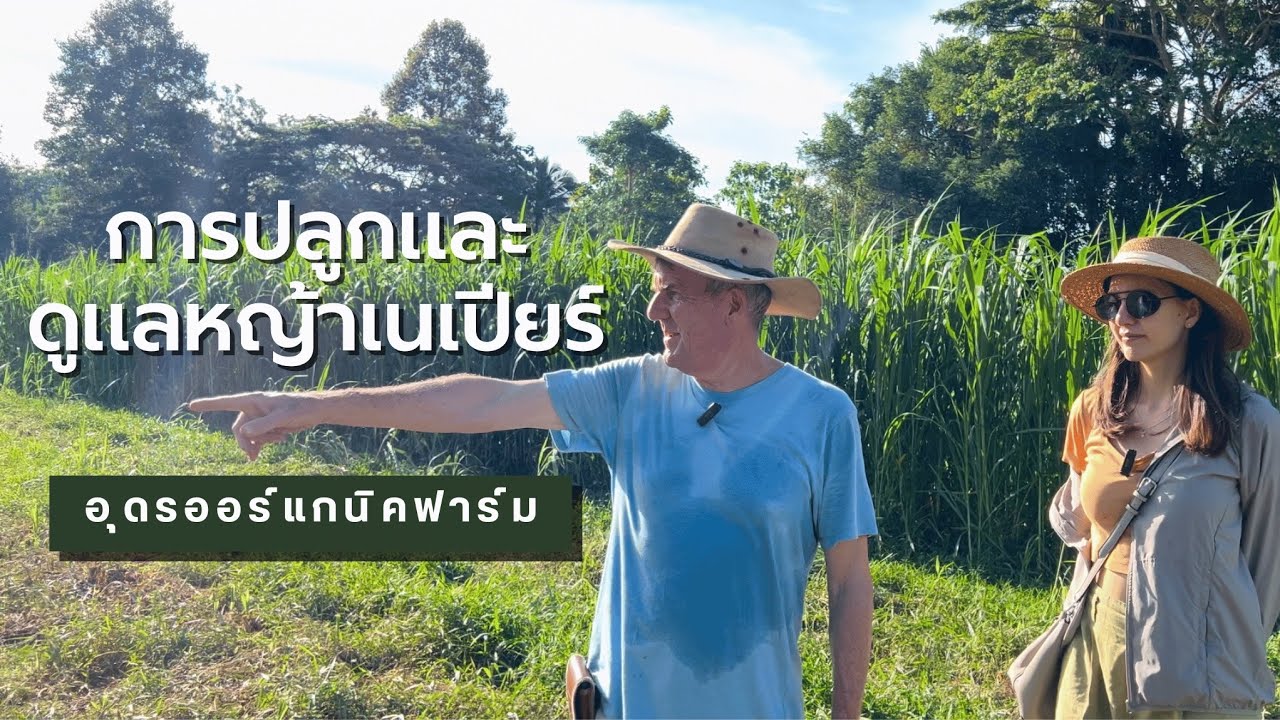 การปลูกและดูแลหญ้าเนเปียร์ | Udon Organic Farm