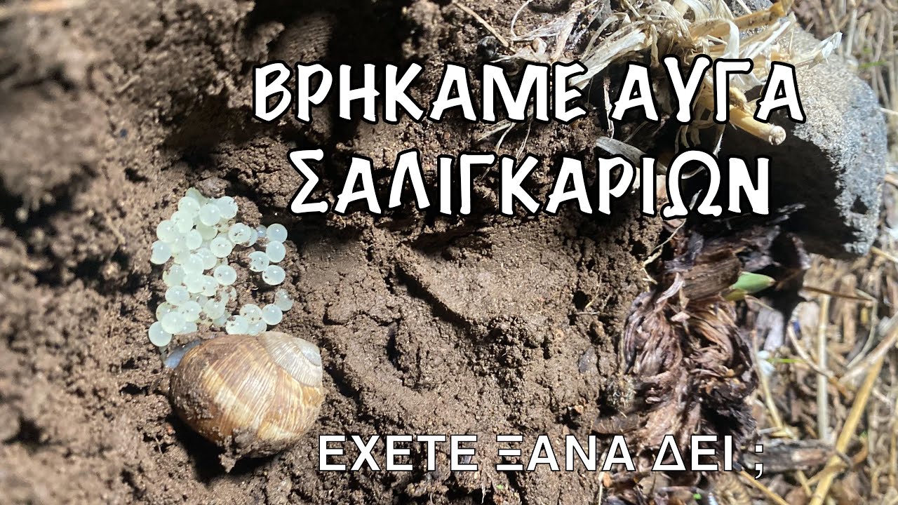 Πώς μαζεύουμε και καθαρίζουμε σαλιγκάρια ; 