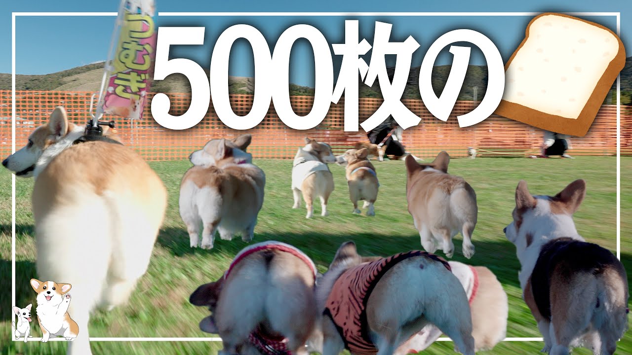 【コギまみれ】コーギーフェスティバル２０２１で５００枚の食パンが集まるとうちのコーギーにお友達がいっぱいできた〖お友達編〗