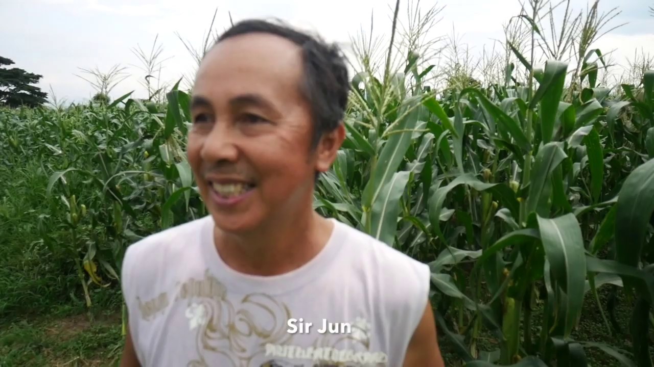 Sir Francis from Bambang, Nueva Viscaya and his purple - white glutinous corn